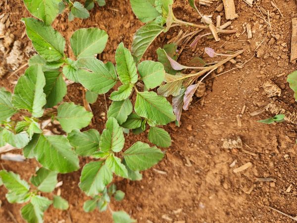 Identificação da planta Bredo por foto