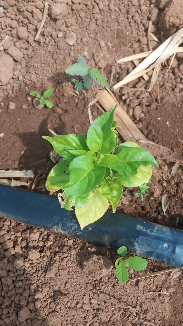Identificação da planta Pimenta-de-cheiro por foto
