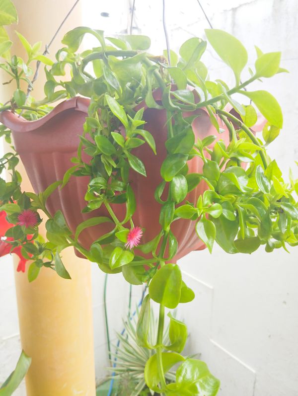 Identificação da planta Lambari por foto