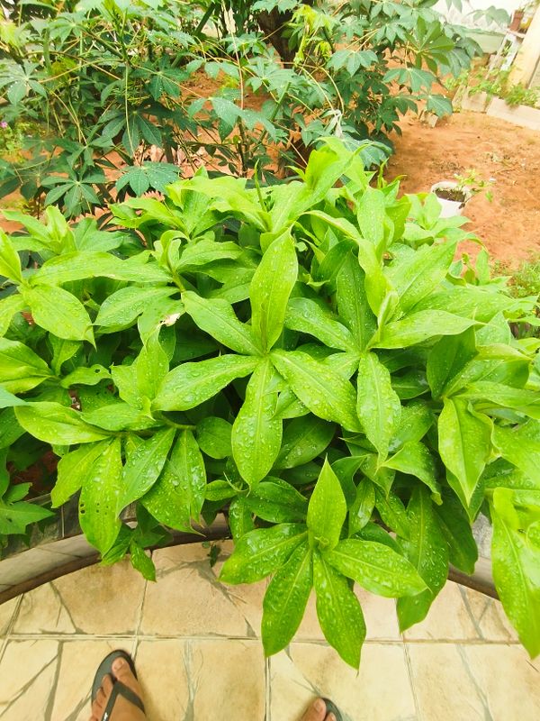 Identificação da planta Cana-do-brejo por foto