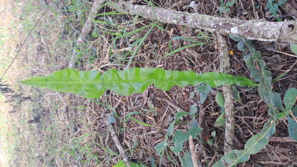 Identificação da planta Carqueja por foto