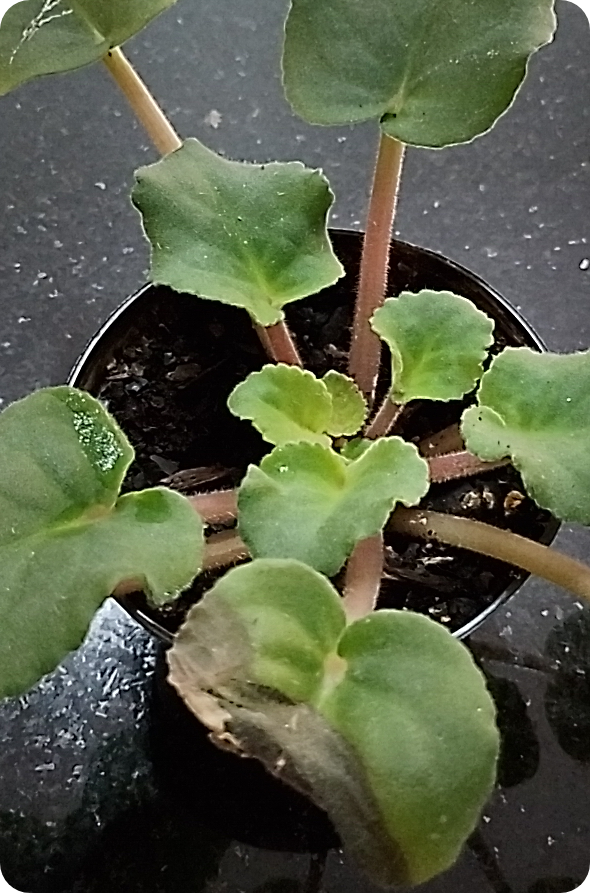 Identificação da planta Violeta por foto