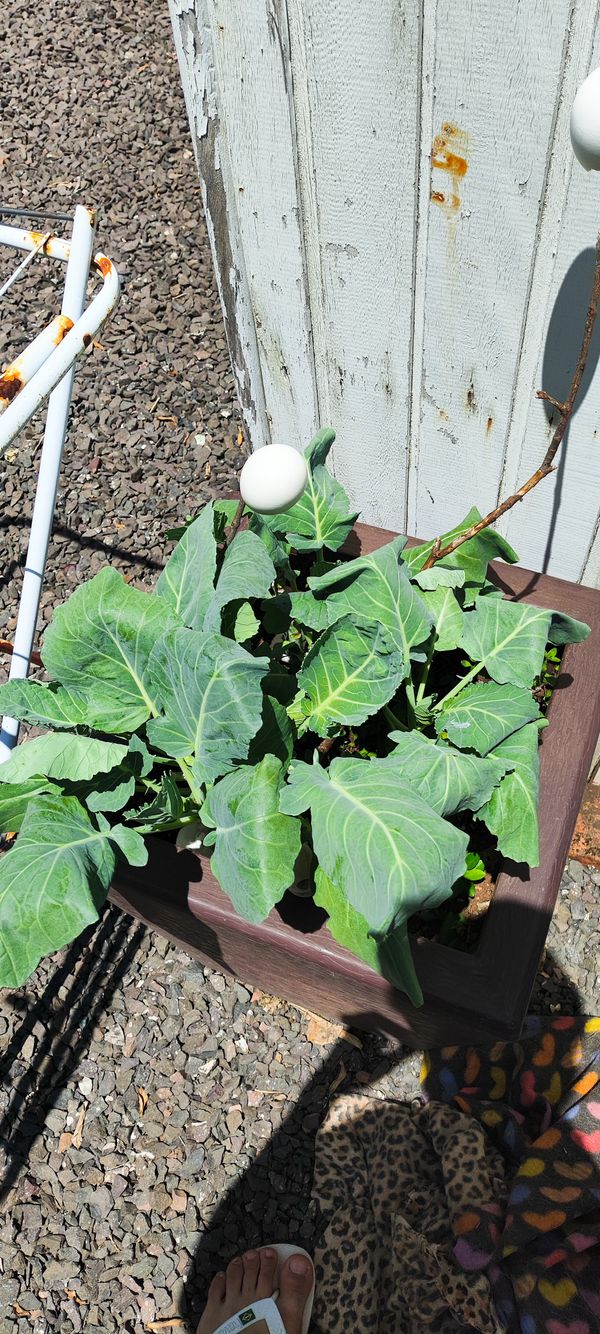 Identificação da planta Brócolis por foto