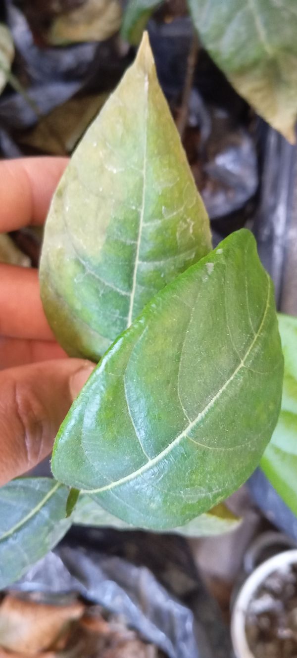 Identificação da planta Jaca por foto