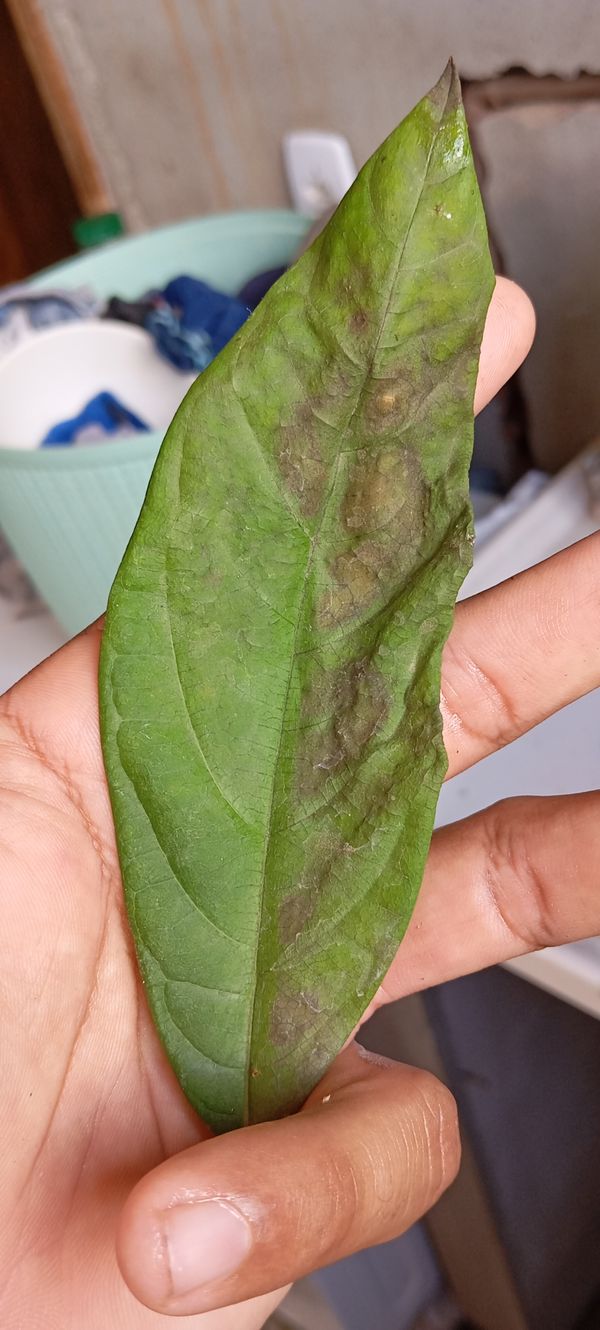 Identificação da planta Jiboia-falsa por foto