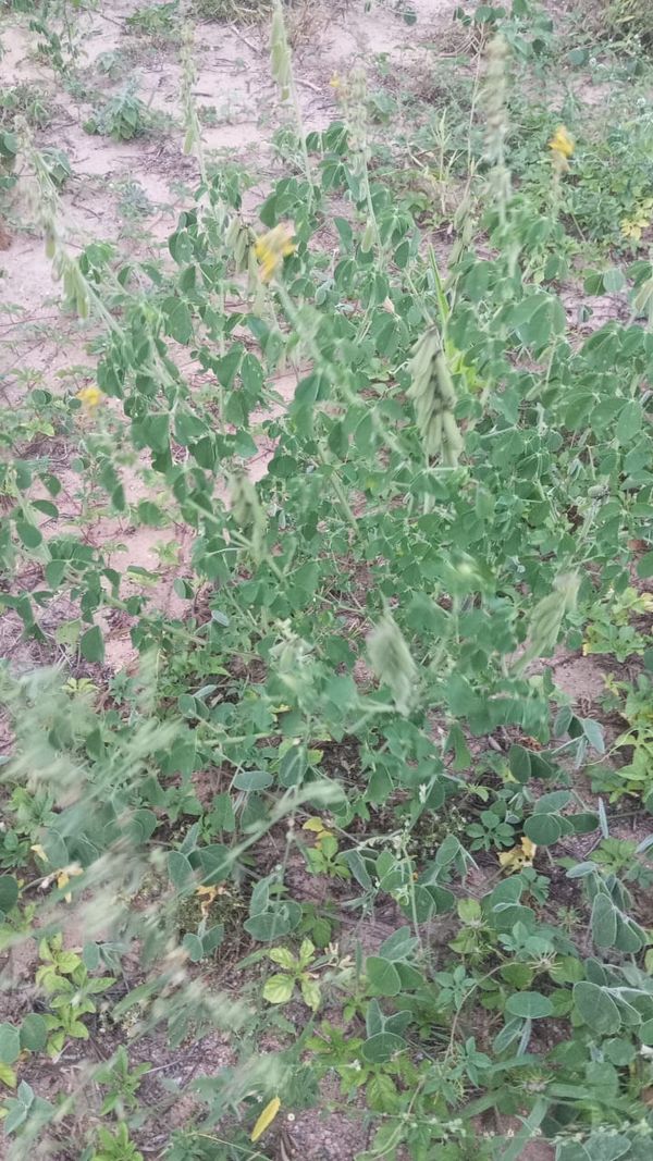 Identificação da planta Xanana por foto