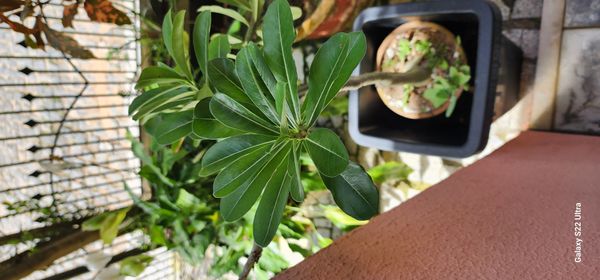 Identificação da planta Rosa do deserto por foto
