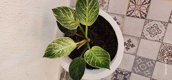 Identificação da planta Maranta-zebrina por foto