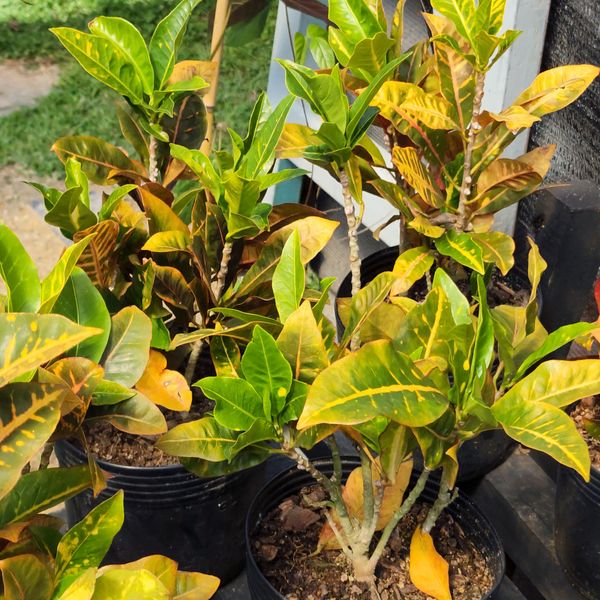Identificação da planta Cróton por foto