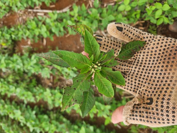 Identificação da planta Leiteira por foto