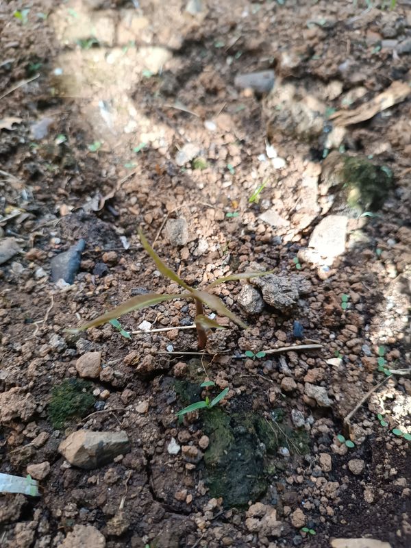 Identificação da planta Abacate por foto