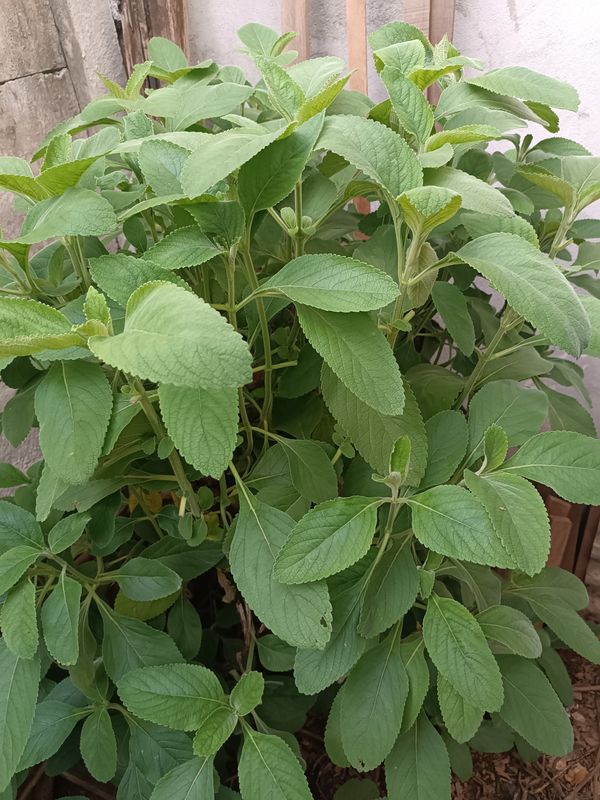 Identificação da planta Boldo-baiano por foto