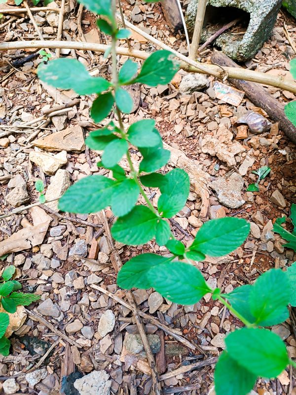 Identificação da planta Cidreira por foto