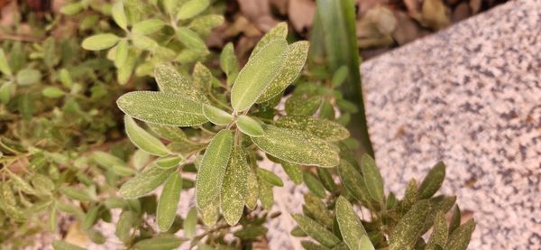 Identificação da planta Sálvia-grega por foto
