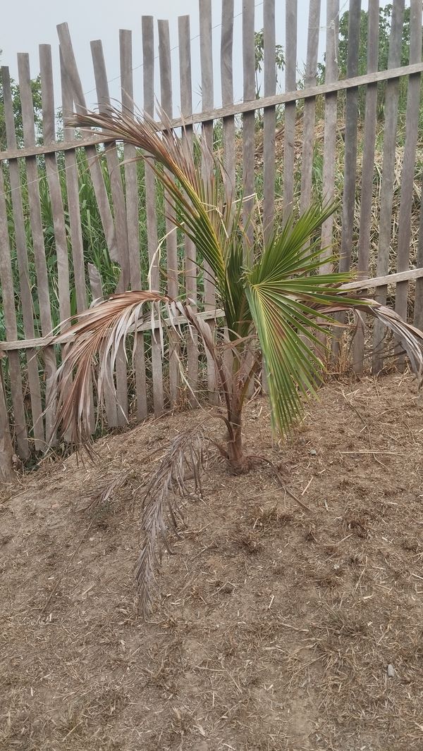 Identificação da planta Coqueiro por foto