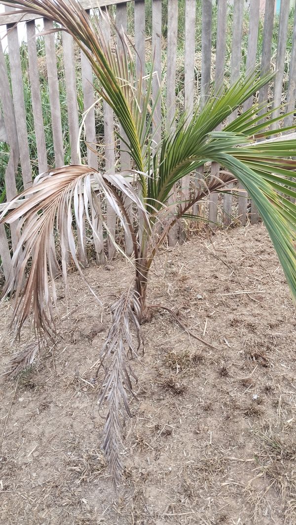 Identificação da planta Coqueiro por foto