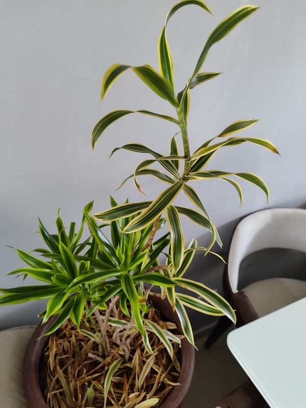 Identificação da planta Pleomele por foto
