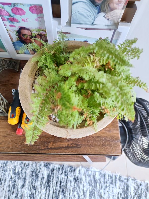 Identificação da planta Samambaia por foto