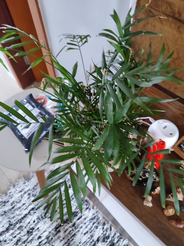 Identificação da planta Palmeira-ráfis por foto