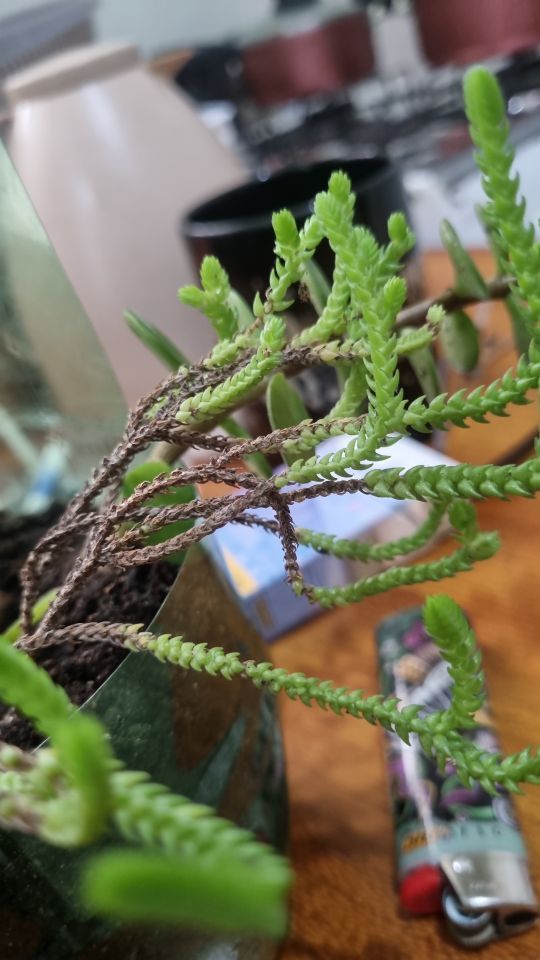 Identificação da planta Rabo-de-lagarto por foto
