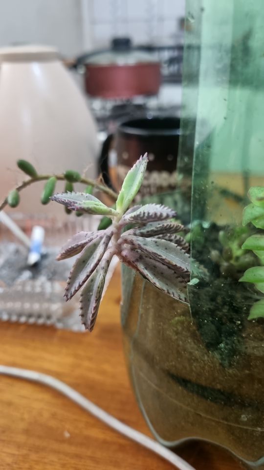 Identificação da planta Saião por foto