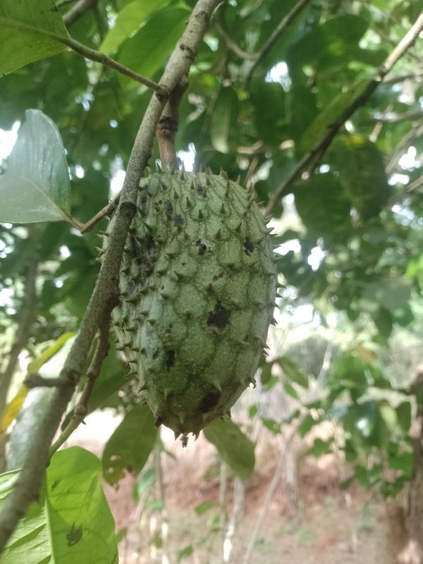 Identificação da planta Graviola por foto