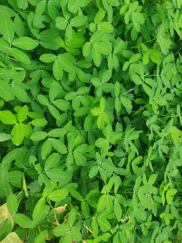 Identificação da planta Amendoim-forrageiro por foto