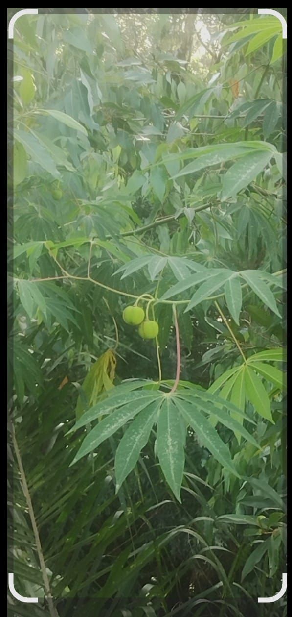 Identificação da planta Mandioca por foto