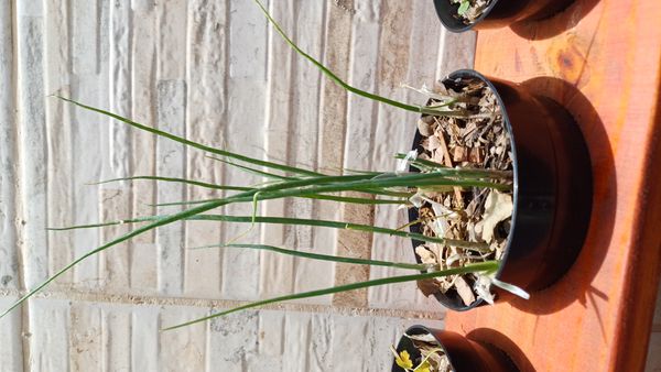 Identificação da planta Cebola por foto