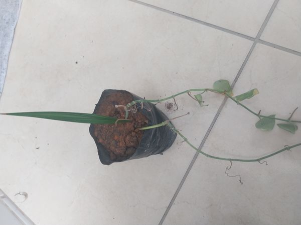 Identificação da planta Tamareira por foto