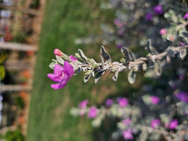 Identificação da planta Sálvia-do-Texas por foto