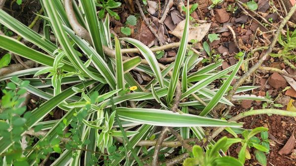 Identificação da planta Clorófito por foto