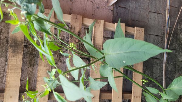 Identificação da planta Maria-pretinha por foto