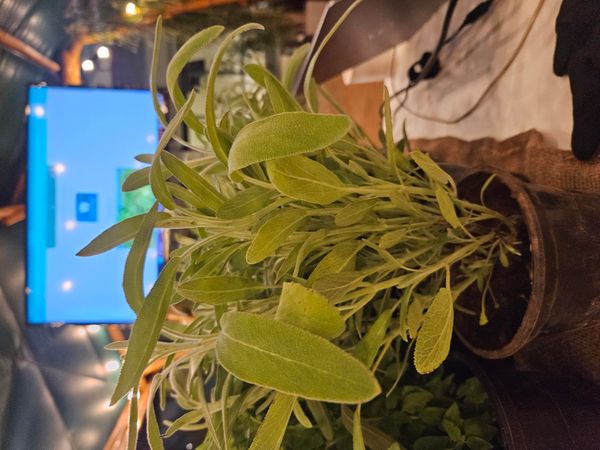 Identificação da planta Sálvia por foto