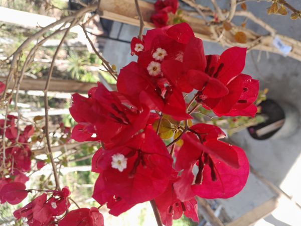 Identificação da planta Primavera por foto