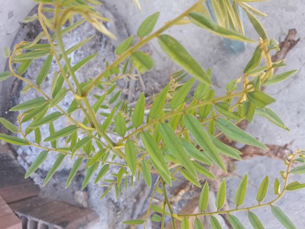 Identificação da planta Candidazinha por foto