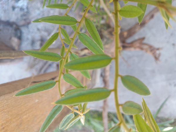 Identificação da planta Fedegoso por foto