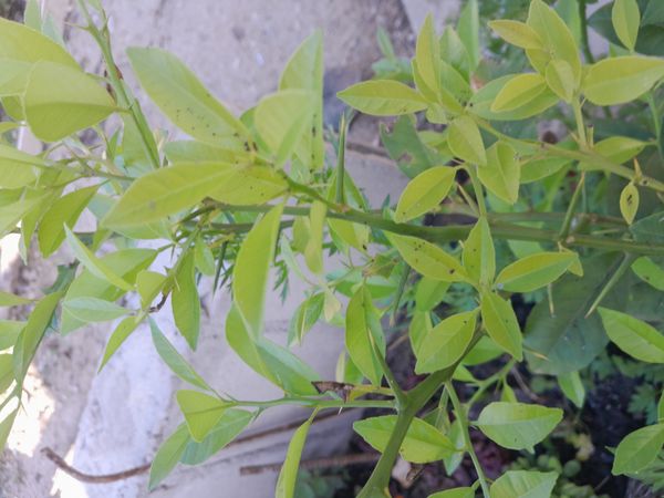 Identificação da planta Limão galego por foto