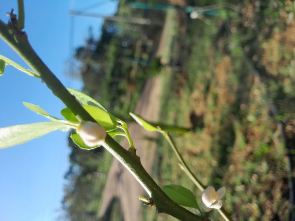 Identificação da planta Limão por foto