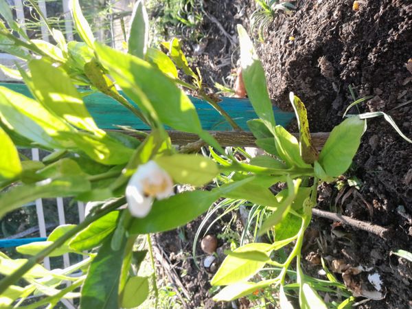 Identificação da planta Mexerica por foto