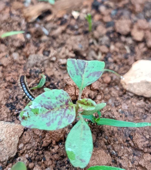 Identificação da planta Carrapicho-de-carneiro por foto