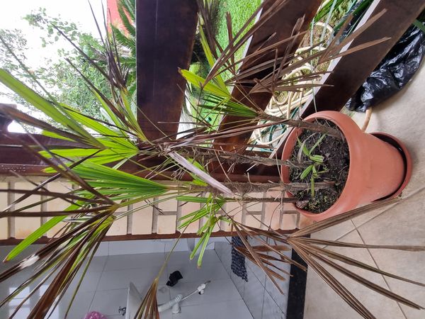 Identificação da planta Sexo por foto