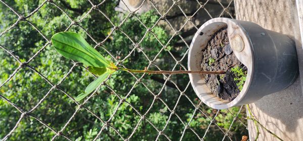 Identificação da planta Pau-rosa por foto