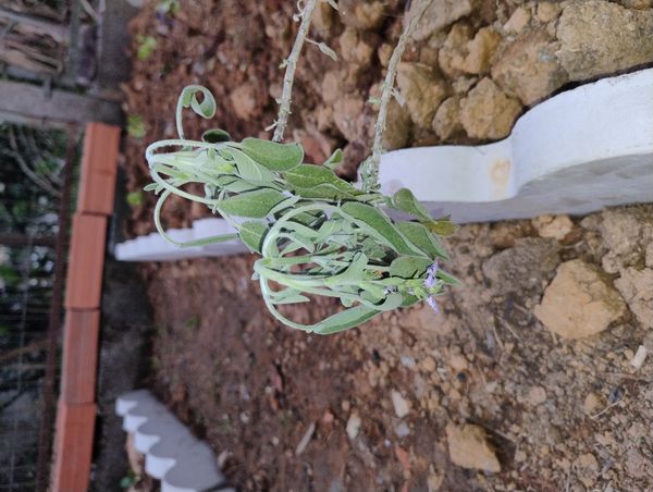 Identificação da planta Sálvia-grega por foto