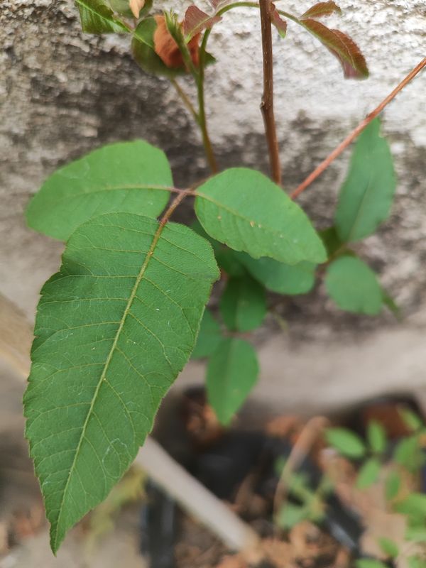 Identificação da planta Aroeira por foto