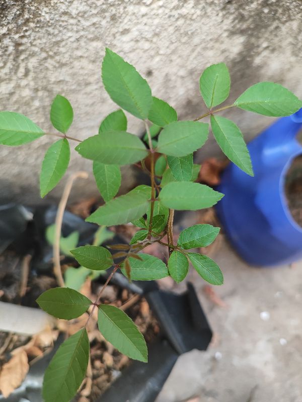 Identificação da planta Aroeira por foto