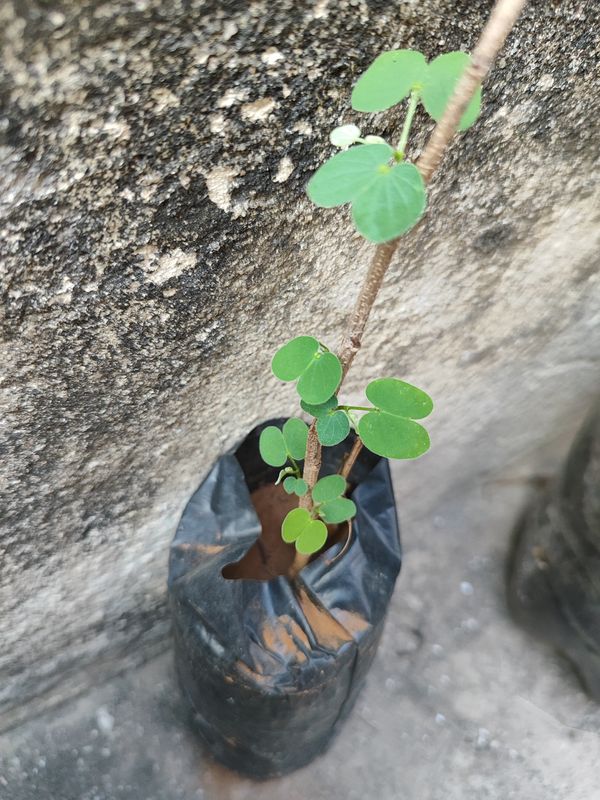 Identificação da planta Pata-de-vaca por foto