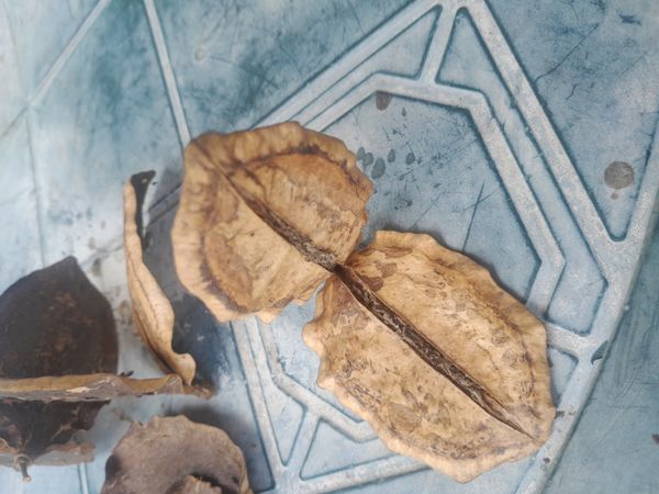 Identificação da planta Jacarandá por foto