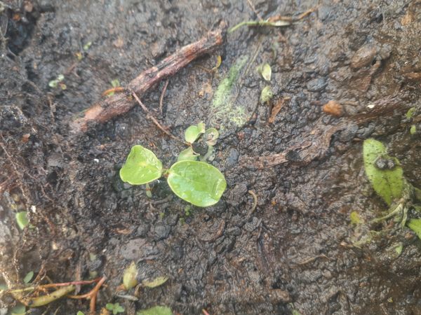 Identificação da planta Gaultheria humifusa não possui um nome popular amplamente reconhecido no Brasil por foto