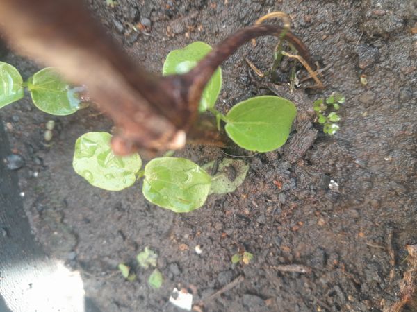 Identificação da planta Pepino por foto